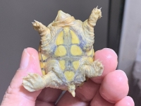 クリックで拡大画像表示
