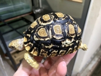 クリックで拡大画像表示