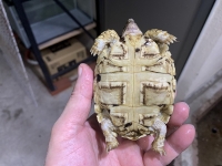 クリックで拡大画像表示