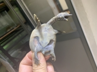 クリックで拡大画像表示