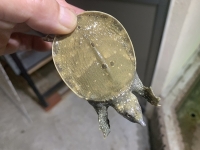 クリックで拡大画像表示