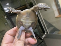 クリックで拡大画像表示