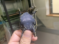 クリックで拡大画像表示