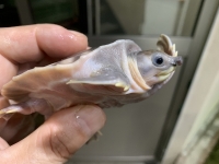 クリックで拡大画像表示