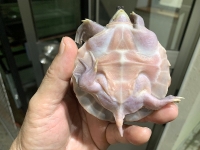 クリックで拡大画像表示