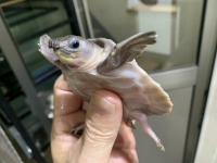 クリックで拡大画像表示