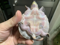 クリックで拡大画像表示