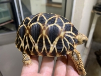 クリックで拡大画像表示
