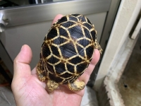 クリックで拡大画像表示