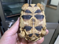 クリックで拡大画像表示
