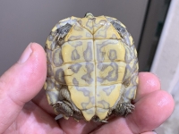 クリックで拡大画像表示