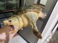 クリックで拡大画像表示