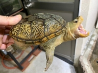 クリックで拡大画像表示