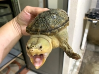 クリックで拡大画像表示