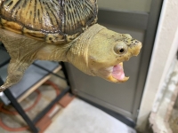 クリックで拡大画像表示