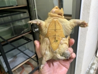 クリックで拡大画像表示