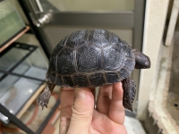 クリックで拡大画像表示