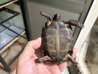 クリックで拡大画像表示