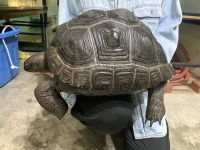 クリックで拡大画像表示