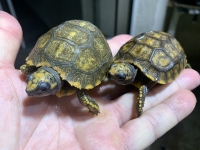 クリックで拡大画像表示
