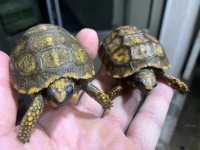 クリックで拡大画像表示