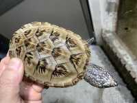 クリックで拡大画像表示