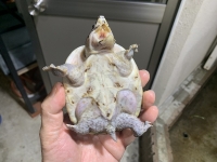 クリックで拡大画像表示