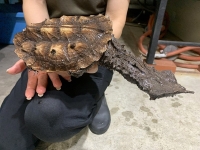 クリックで拡大画像表示