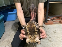 クリックで拡大画像表示
