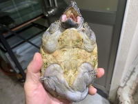 クリックで拡大画像表示