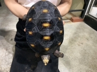クリックで拡大画像表示