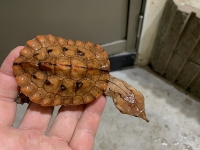 クリックで拡大画像表示