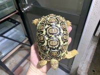 クリックで拡大画像表示