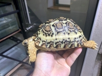 クリックで拡大画像表示