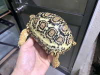 クリックで拡大画像表示