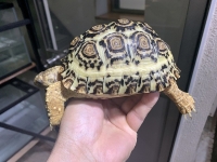 クリックで拡大画像表示