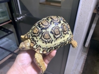 クリックで拡大画像表示