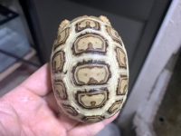 クリックで拡大画像表示