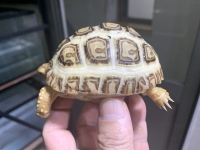 クリックで拡大画像表示
