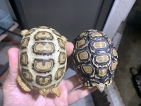 クリックで拡大画像表示