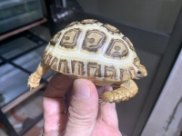 クリックで拡大画像表示