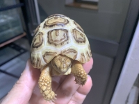クリックで拡大画像表示