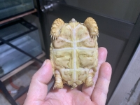 クリックで拡大画像表示