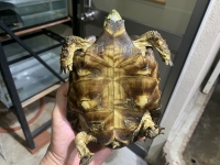 クリックで拡大画像表示