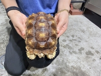 クリックで拡大画像表示