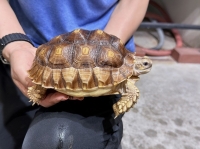 クリックで拡大画像表示