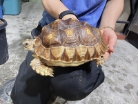 クリックで拡大画像表示