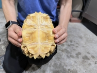 クリックで拡大画像表示