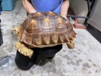 クリックで拡大画像表示