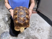 クリックで拡大画像表示